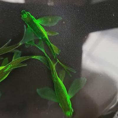 六一合集8款好玩有趣的礼物送给孩子诚意满满(图12)