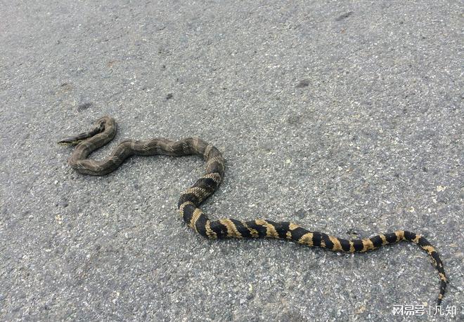 27岁女孩被蛇咬身亡后续：生活照曝光家属透露更多细节通(图20)